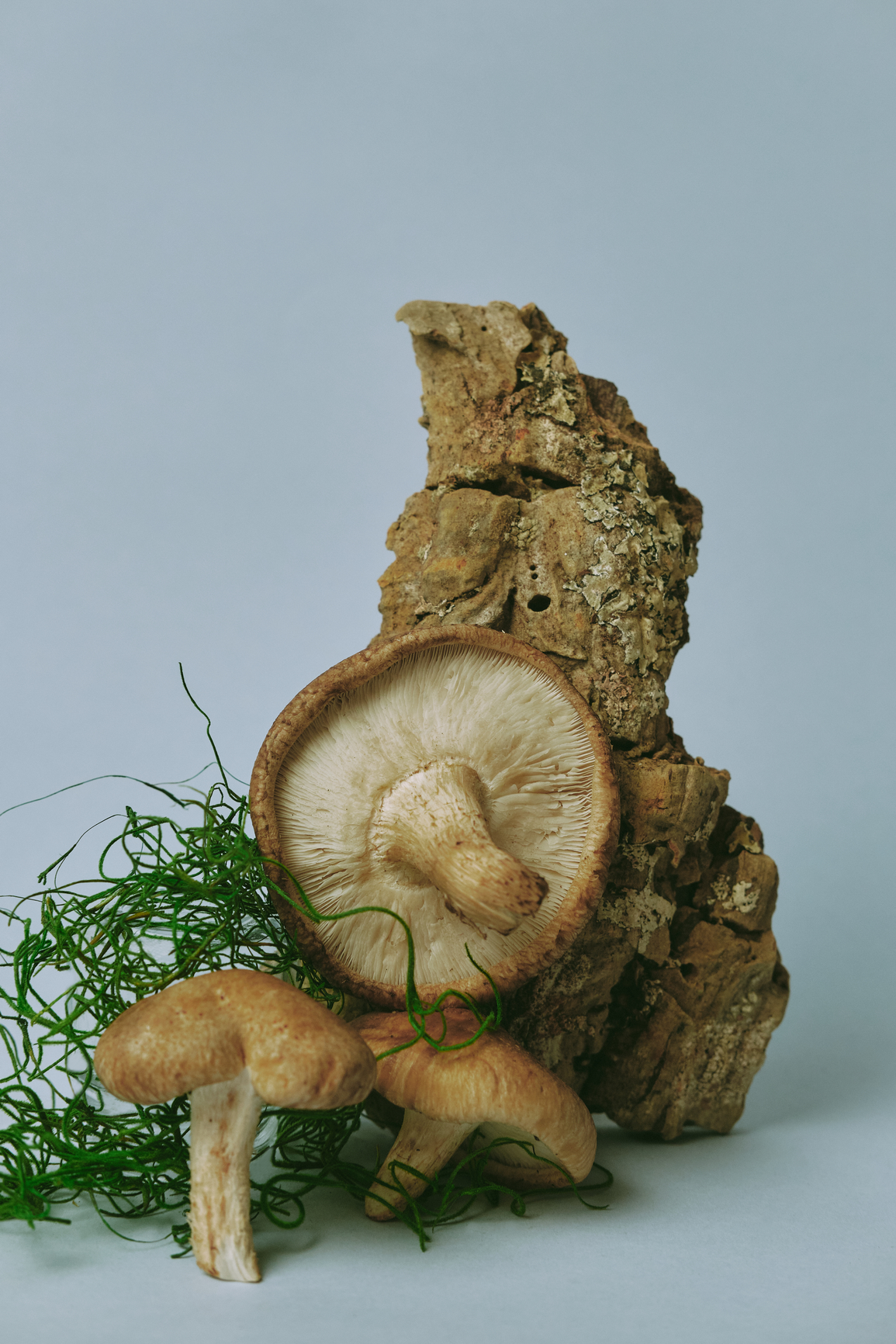 Organic Gourmet Mushroom